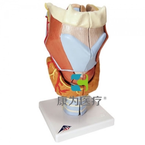 咽喉模型，實(shí)物的2倍，7部分