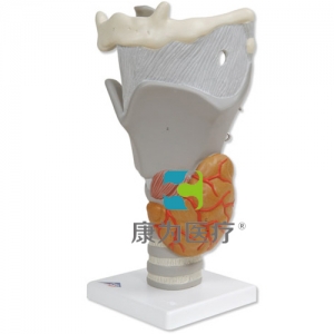 功能咽喉，實(shí)物的2.5倍