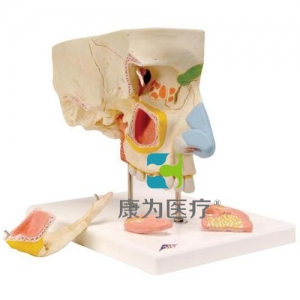鼻與鼻竇模型，5部分