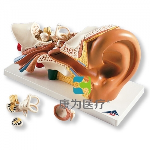 耳模型，實(shí)物3倍，4部分