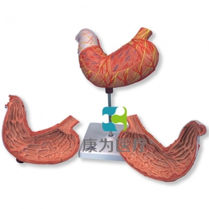 胃模型，2部分
