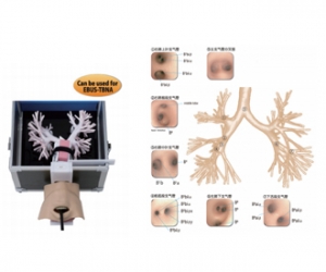 進(jìn)口超聲波支氣管鏡模型，超聲波支氣管鏡訓(xùn)練模型
