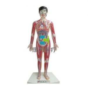 “康為醫(yī)療”微電腦人體心動(dòng)周期與大、小循環(huán)演示模型