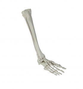 足骨、腓骨與脛骨模型