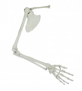 手臂骨、肩胛骨、鎖骨模型
