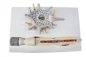 神經(jīng)元放大模型