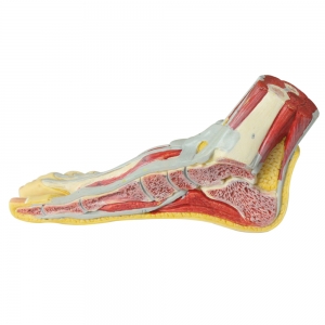 足正中矢狀切面模型