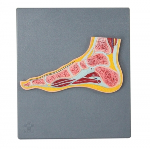 足關(guān)節(jié)剖面模型