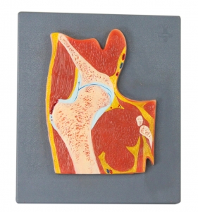 髖關(guān)節(jié)剖面模型