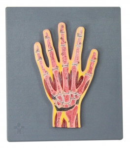 手關(guān)節(jié)剖面模型