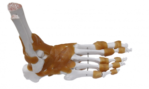 功能性踝關(guān)節(jié)模型