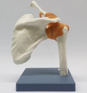 功能性肩關(guān)節(jié)模型