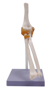 功能性肘關(guān)節(jié)模型