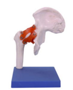 功能性髖關(guān)節(jié)模型