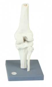 膝關(guān)節(jié)模型