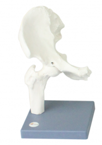 髖關(guān)節(jié)模型