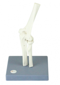 肘關(guān)節(jié)模型