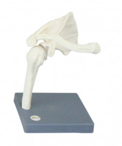 肩關(guān)節(jié)模型