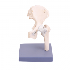 髖關(guān)節(jié)解剖模型