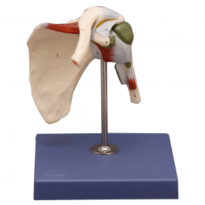 肩關(guān)節(jié)解剖模型