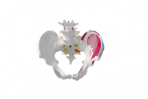 男性骨盆肌肉著色模型