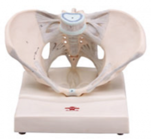 女性骨盆模型（帶韌帶）