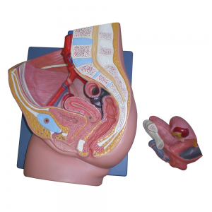 女性骨盆（正中矢狀切面）