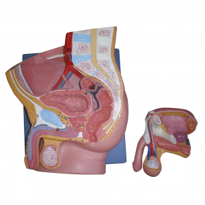 男性骨盆（正中矢狀切面）