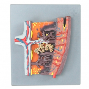 胎盤組織放大模型