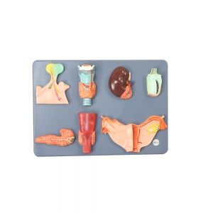 人體內(nèi)分泌器官模型