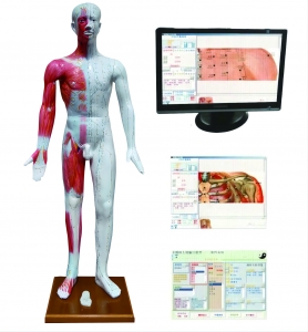 多光電感應(yīng)多媒體人體針灸穴位發(fā)光模型