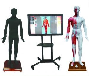 多媒體人體針灸穴位交互數(shù)字平臺(tái)