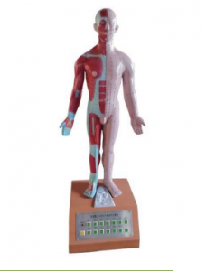 電動(dòng)語(yǔ)言十四電動(dòng)針灸模型