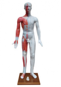 十四經(jīng)穴模型（178cm/85cm)